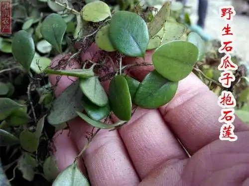野生新鲜抱石莲 抱石草石瓜子抱树莲肉石斛 金龟藤 煲汤料中药材