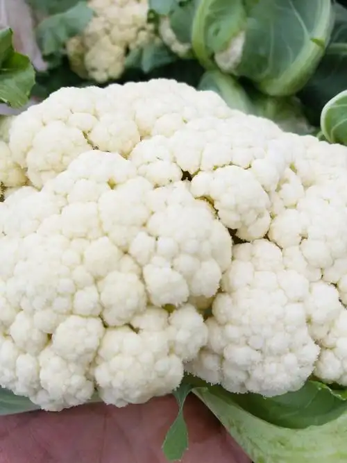 光泽县崇仁乡:花菜长势好招来许多游客