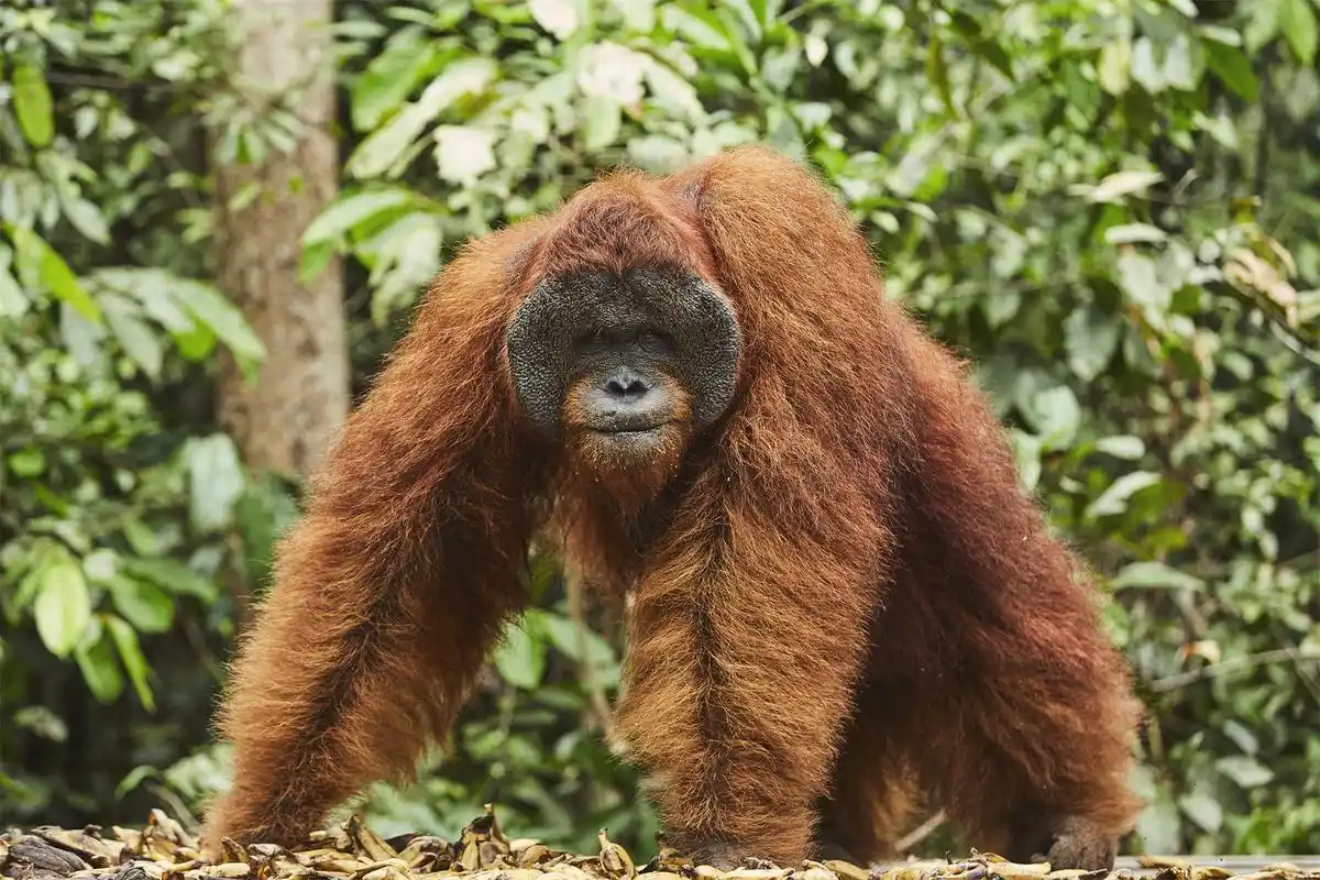 最大的树栖哺乳动物婆罗洲猩猩,由于栖息地的丧失而导致濒临灭绝