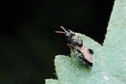 昆虫|几种"小飞虫"