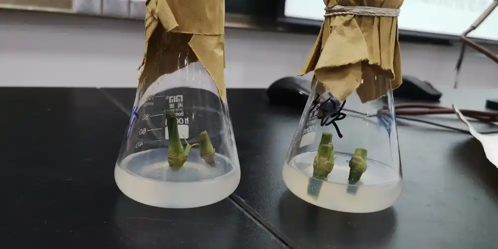 【磊】带你走进真实的植物组织培养技术