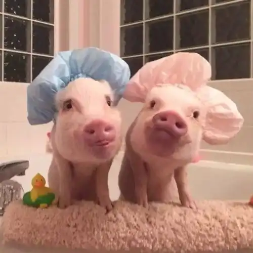 两只猪抱在一起的头像代表什么