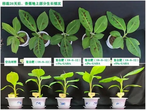 复合肥添加2‰gaba显著促进香蕉鲜重和根系生长的试验报告