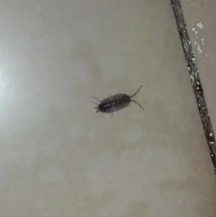 家里出现了这个小虫子,蛮烦人啊~ 但是不知道它的学名叫什么,找不到