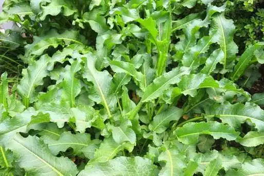 2,驴尾巴的营养功效,人称猪耳朵草