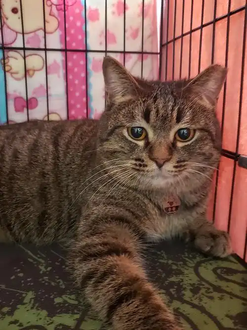 这只狸花小可爱是胖的还是发腮啊