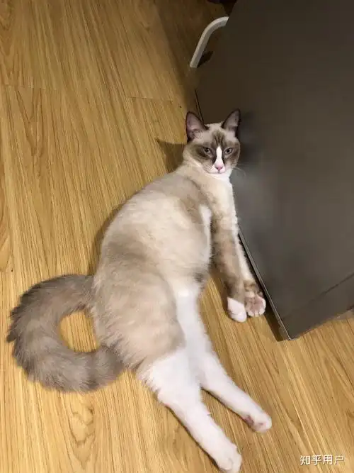 大伙有养英短串布偶的图嘛? - 知乎