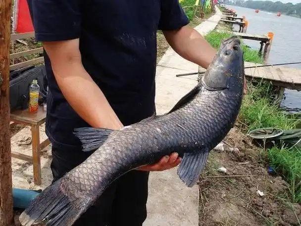 青鱼的生活习性