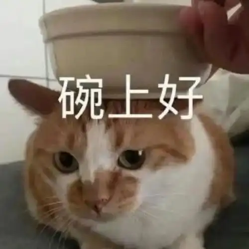 碗上好(猫猫表情包  晚上好)_猫猫_晚上表情