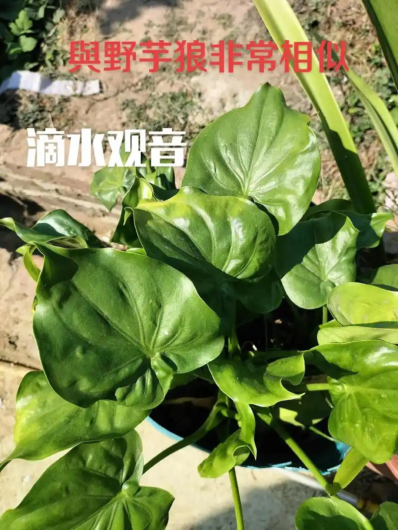 非常相似的两种植物   滴水观音又叫猫(虎)耳草    野芋 - 抖音