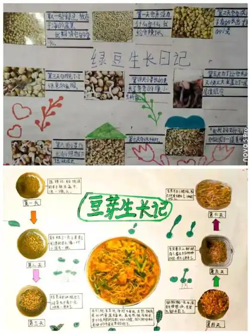 为了更形象,生动地记录绿豆长大的过程,他们还制作了"绿豆成长记"手