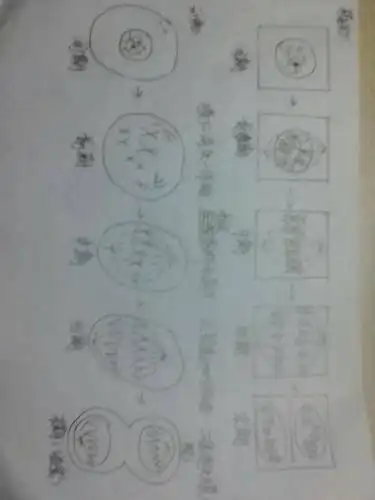 (2n=6)麻烦手画拍照啊,感激不尽