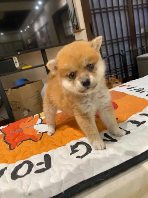 柴犬颜值变化史