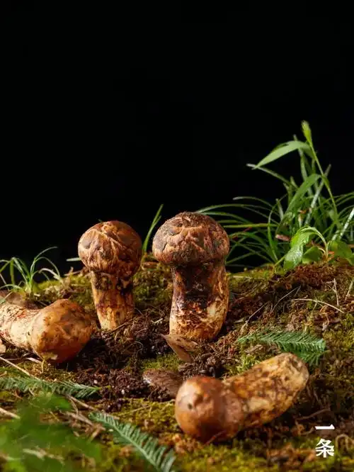 "菌中贵族"鲜松茸,川西高原当季现采,尝鲜正当时!