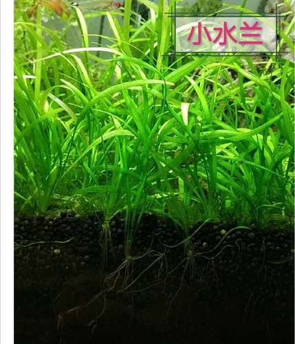 真水草大水兰后水兰扭兰龙小兰赖养前舌景新手鱼缸造景好养