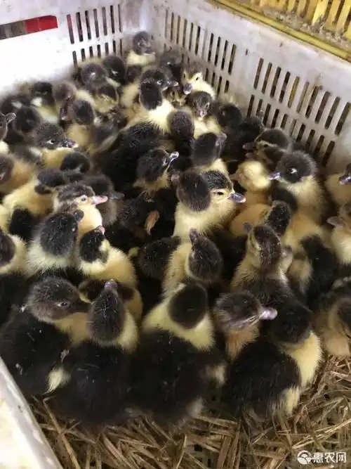 大种黑番鸭苗