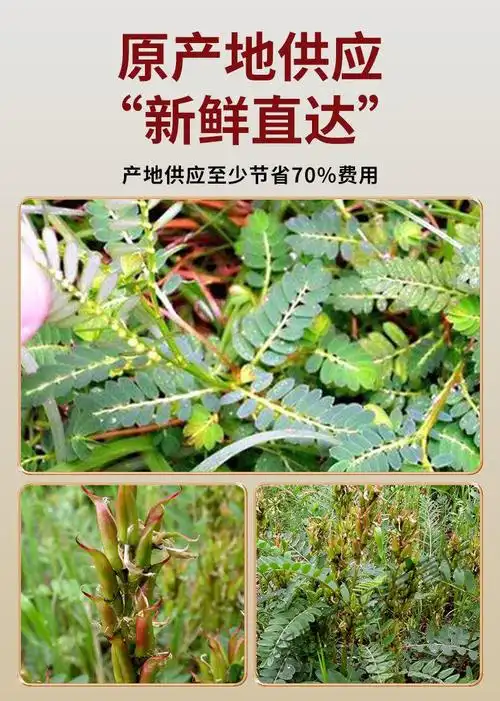 沙苑子中药泡水沙菀子臻品野生批阀蒺藜的功效与作用官网品质内廷上用