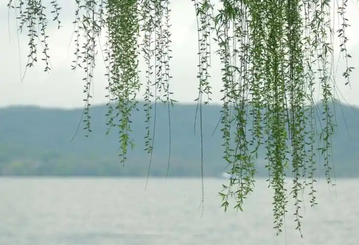 春雨润物细无声