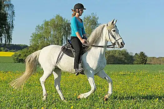 骑乘,马背,老城墙,马,驰骋,草地,巴伐利亚,德国,欧洲女青年,19岁,骑马