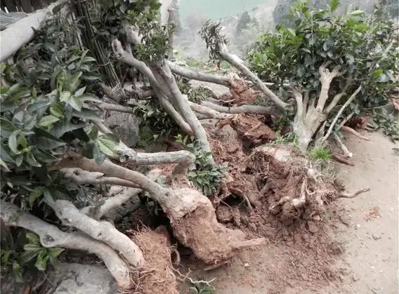 厉害| 茶树也可以盆栽?种一颗让家里充满茶香!_盆景