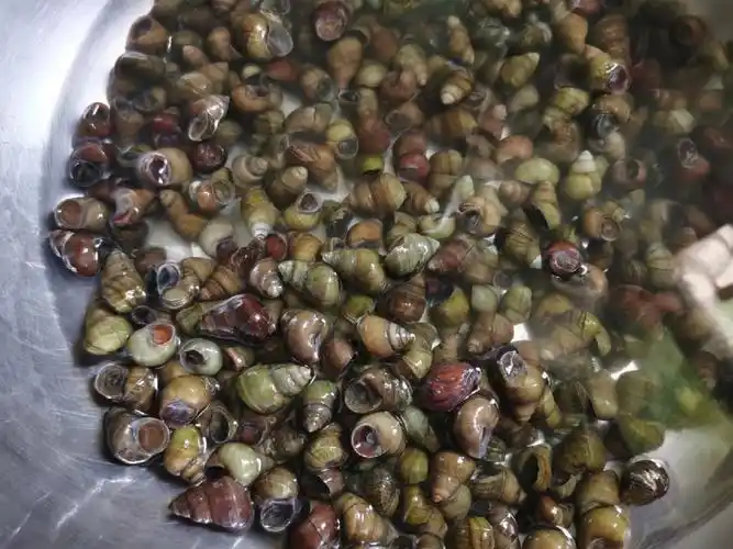 这个是可以吃的田螺吗求解答