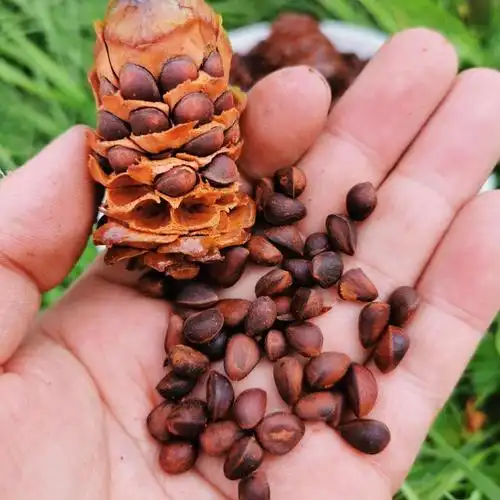 大兴安岭野生整马尾松子盐水煮小松树籽坚果真空装克新货食用