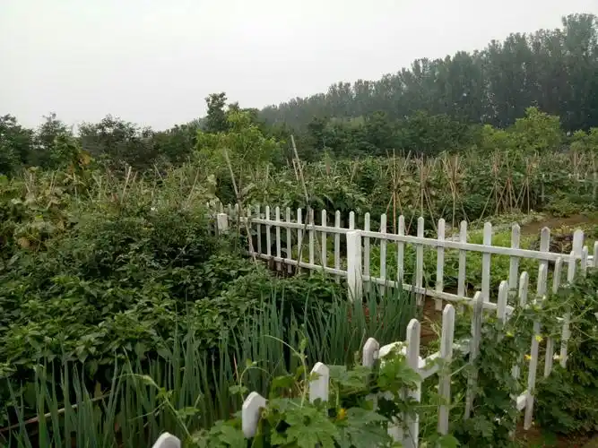 《二进"认养菜园"》