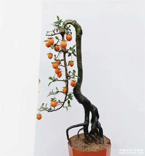 11一26〕金弹子**挂果跌枝文人树-盆景园艺-兰花交易网论坛