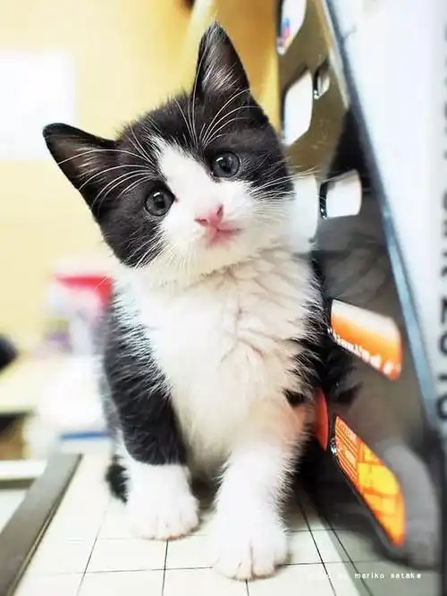 不喜欢猫的爸爸捡了一只小奶牛猫,带回家后画风就变了.