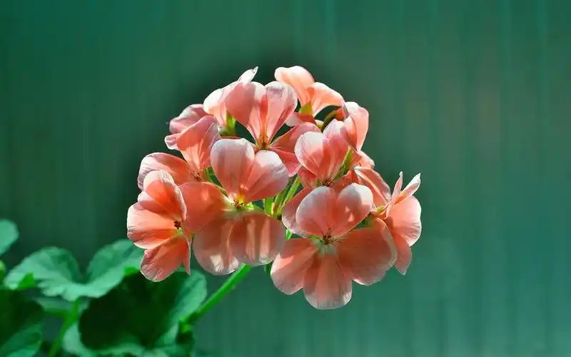 天竺葵唯美摄影桌面壁纸下载4