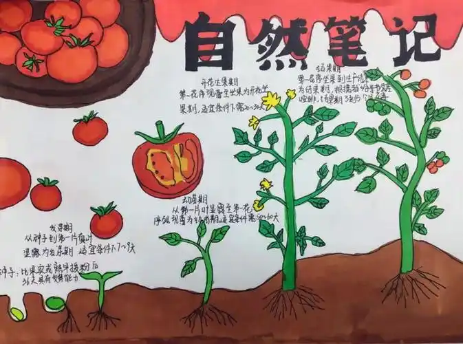 植物自然笔记手抄报