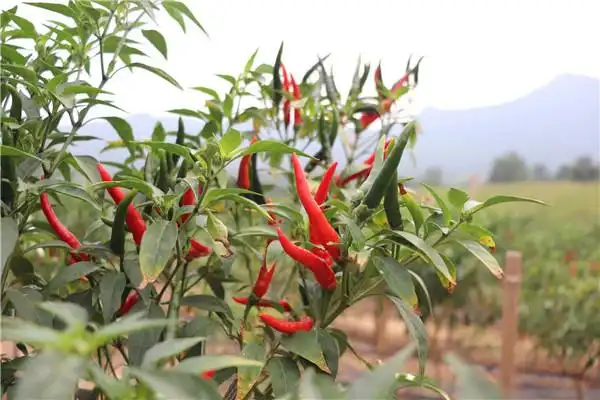 河南驻马店驿城区小米辣丰收村民采摘忙