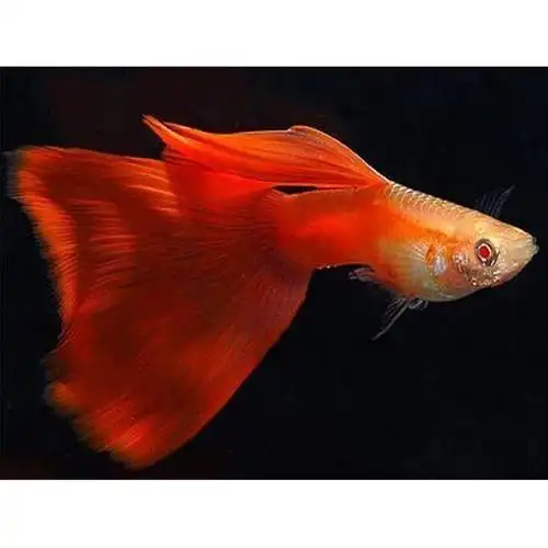 精品红眼火炬孔雀鱼活体热带鱼礼服美国红孔雀水族淡水观赏小型鱼
