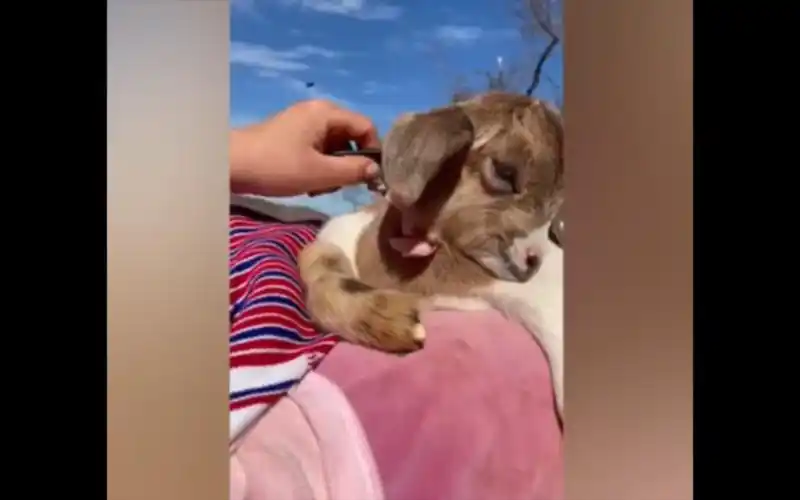 小羊娃(可爱的动物)