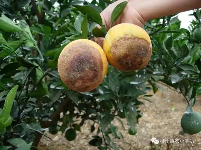 柑橘炭疽病识别及防治要点