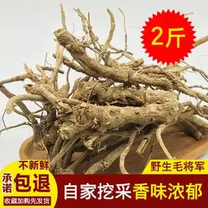 野生毛将军过饥草福建闽南中草药兔子耳过枝草土丁桂白头翁山白芷