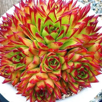 尚品园多肉植物巧克力线办公创意花卉防辐射多肉组合绿植云南包邮_不