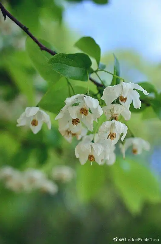 花信风安息香科 秤锤树属 秤锤树(sinojackia xylocarpa hu)别名秤陀