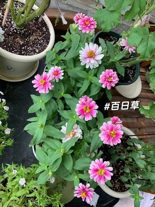 矮生百日草,喜欢的话夏天一定要养,株型很好,分枝很多,花也很多