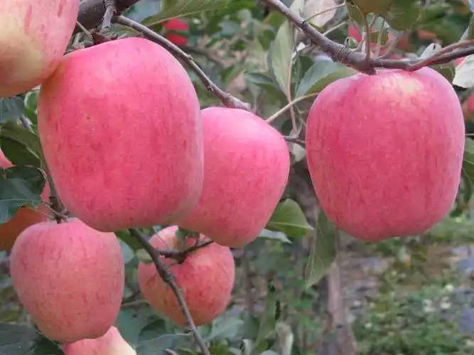 学以致用 不断进取——记聚鑫苹果理事长石兴元