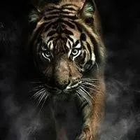 下载微信头像动物老虎图片大全可爱_微信头像图片大全