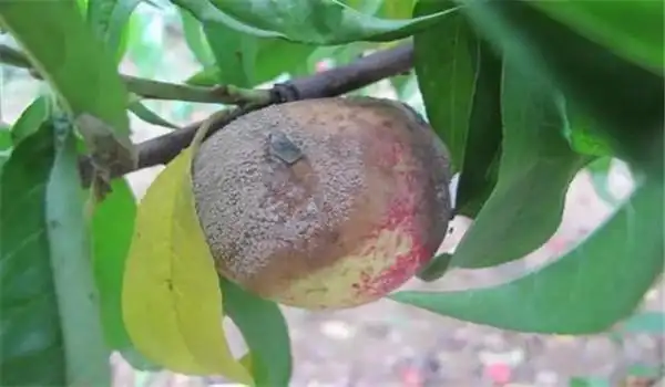 桃树褐腐病防治措施和方法