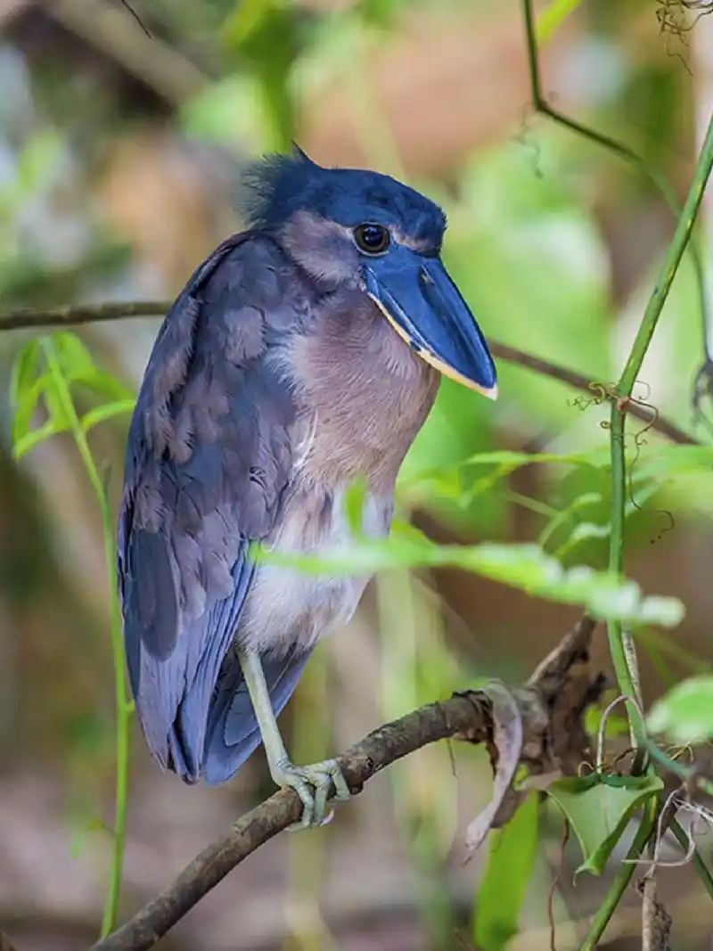 每天陪孩子一起瞧动物 名称:船嘴鹭 分类:动物界,脊索动物门,鸟纲,鹳