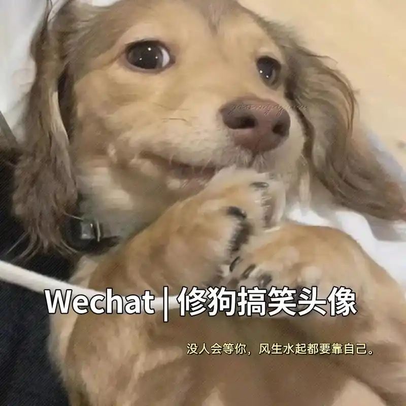 当乌云散去 自有满天繁星.#修狗头像 #搞笑头像 #沙雕头像 - 抖音