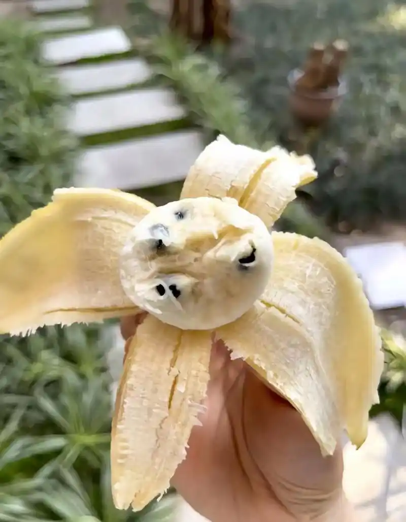 昨天去菜市场买了一串香蕉回来,吃的时候居然有籽,糯糯的,吃的时候,我