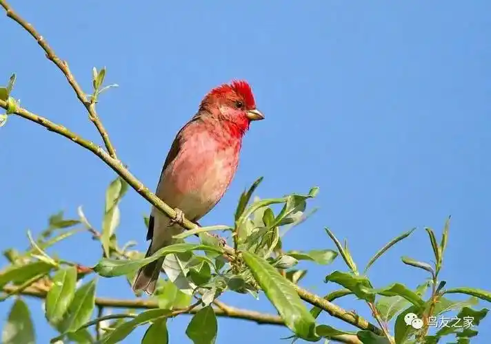 麻料鸟白皮书上