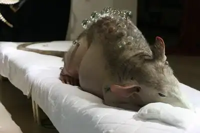 切尔诺贝利事件后当地都产生了哪些变异的动物