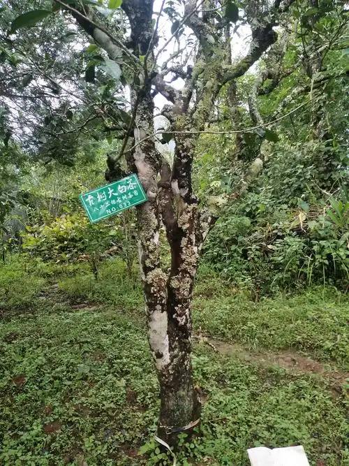 古树茶白茶开启白茶新概念
