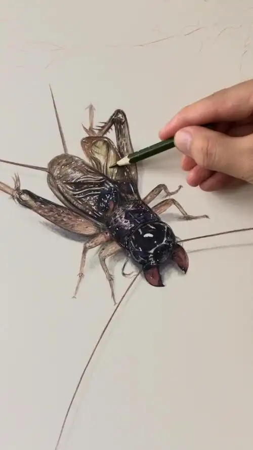 手绘蛐蛐