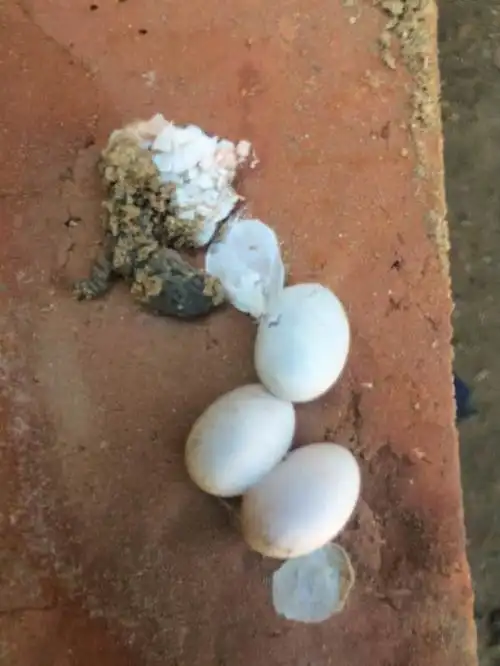 展开全部 这是壁虎的蛋.